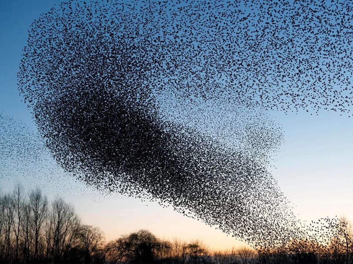 A photograph show starlings in a murmuration at sunset.