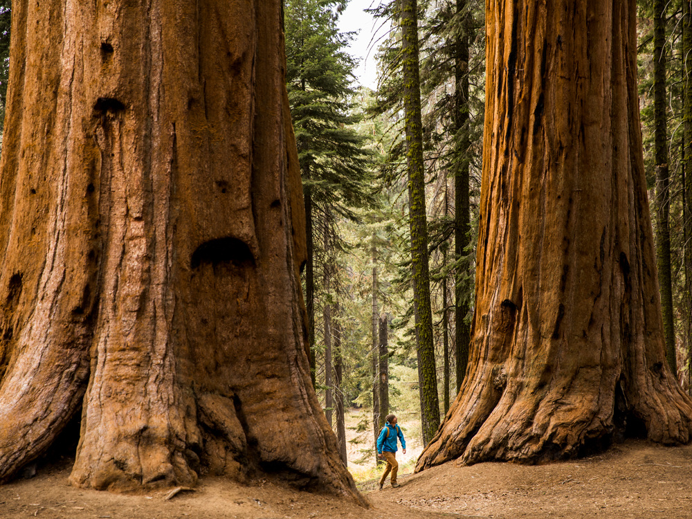 NGL_Roots_cr-Getty-Images_4x3